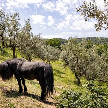 Il Poggio Degli Olivi Çiftlik konaklama *
